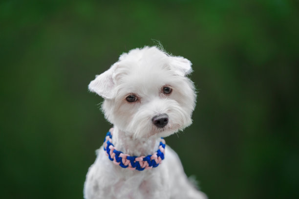 绿色背景上的白色狗的肖像图片下载