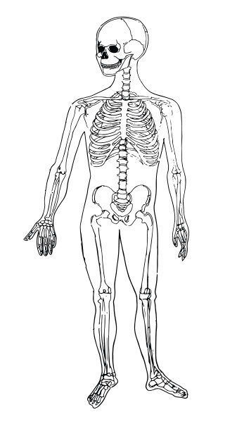 人体解剖学。医疗插图。人的骨头图片下载