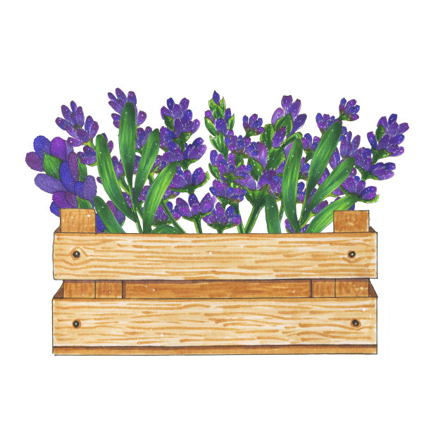 木盒与鲜花，薰衣草花束，标志插图图片下载