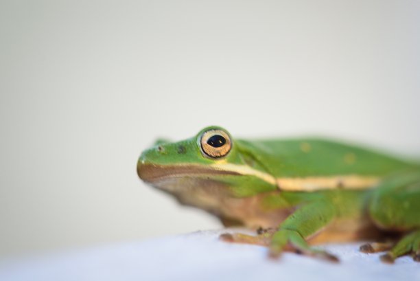 美国绿树蛙II图片下载