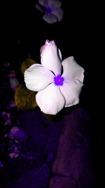 美女鲜花图片下载