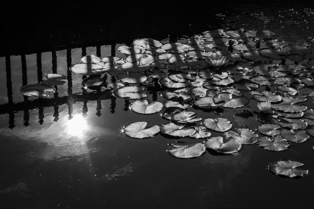 公园的背景图片下载