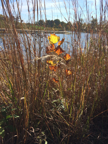 奥顿诺的颜色图片下载