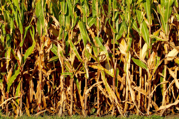 垂直特写玉米图片下载