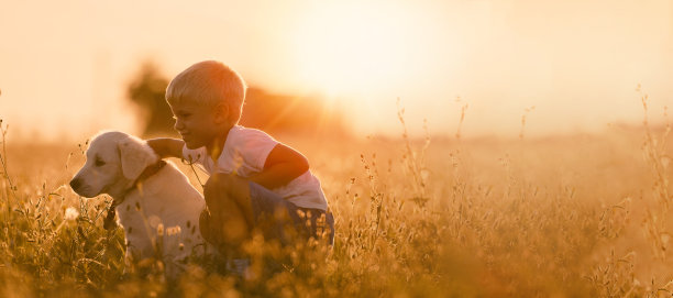 阳光灿烂的一天，小男孩在草地上训练金毛猎犬小狗图片下载