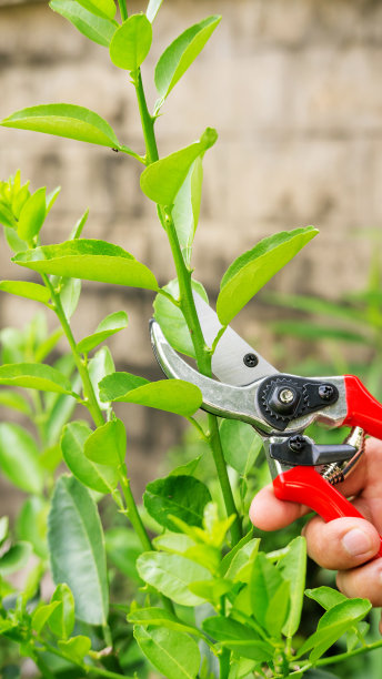 一个人正在用剪子修剪一棵菩提树。图片下载
