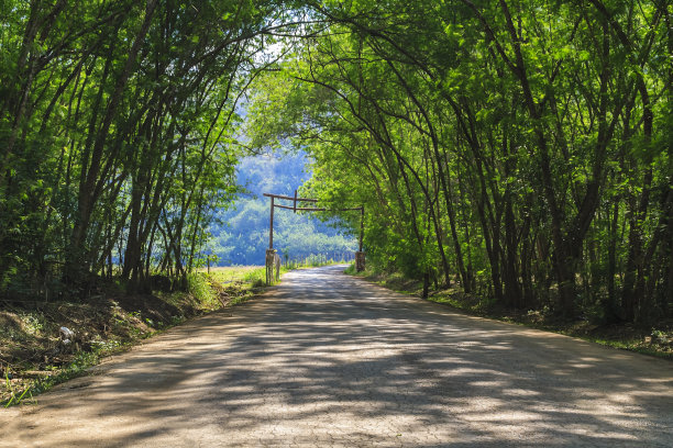 乡村公路上的树隧道。图片下载