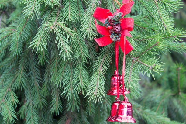 在蓬松的云杉树枝上用红铃装饰的圣诞节装饰品。真实活云杉的背景。图片下载
