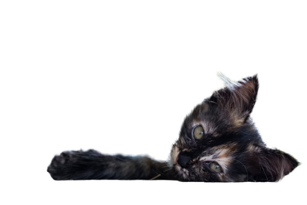 瞌睡的可爱的小黑猫躺在地板上看着镜头图片下载