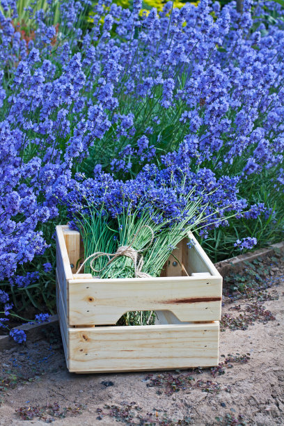 木盒里的薰衣草花束图片下载