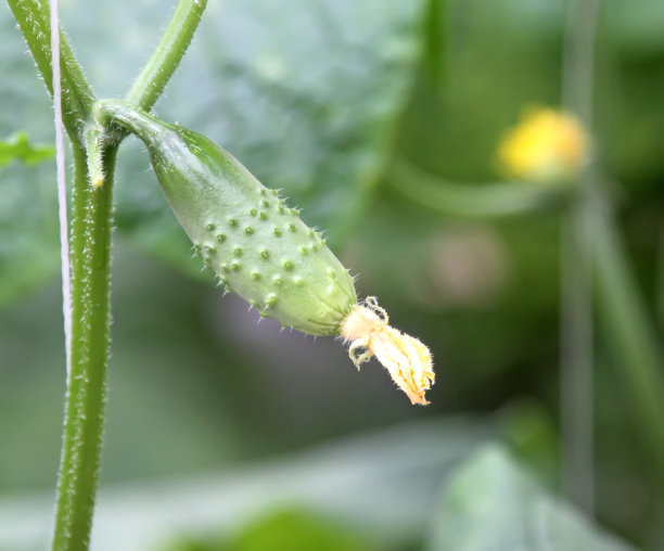 新鲜的黄瓜在植物，在花园里，瓷器图片下载