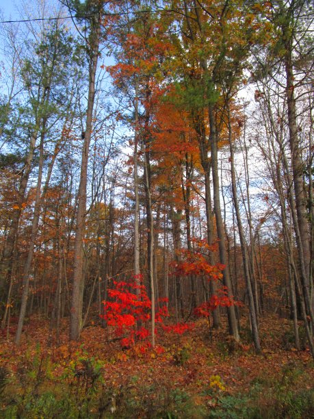 深秋森林图片下载