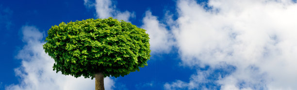 树对着天空图片下载