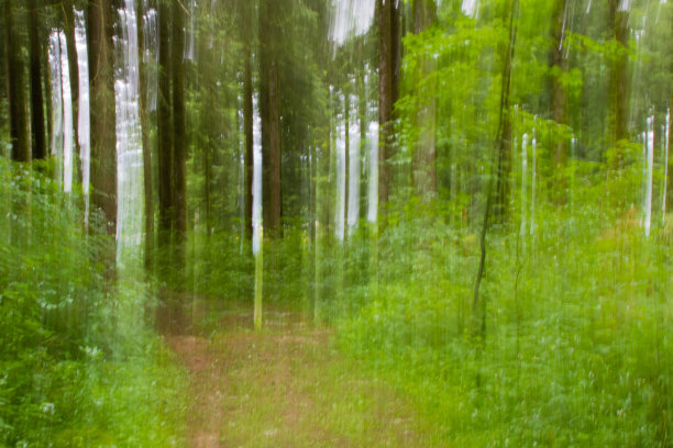 森林之光图片下载