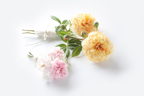 美丽的英国玫瑰在白色的背景。图片下载