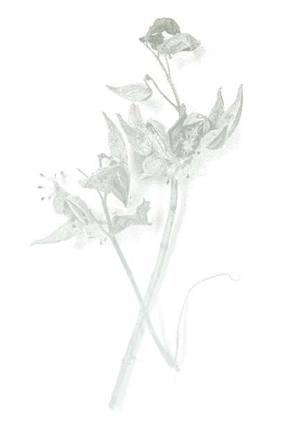 马利筋植物和种子豆荚的中色插图图片下载