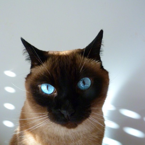 暹罗猫,巴黎图片下载