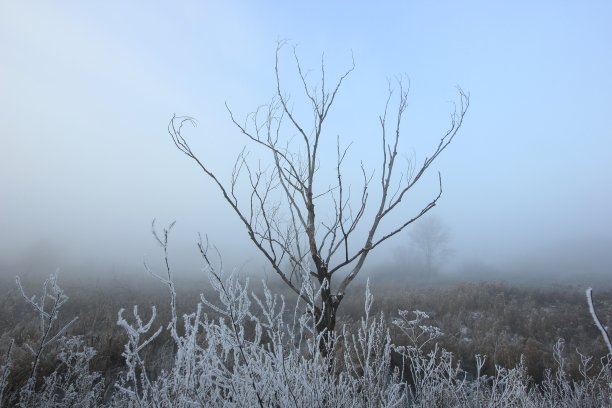 深秋的森林里有雾的早晨图片下载