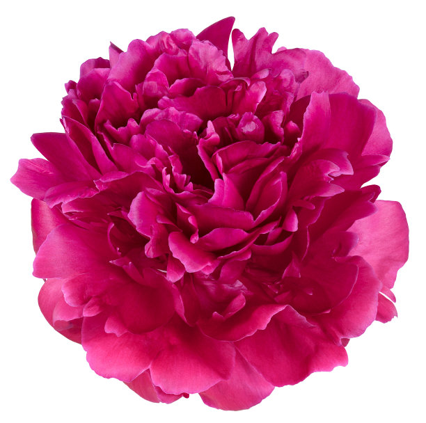 红牡丹孤立图片下载