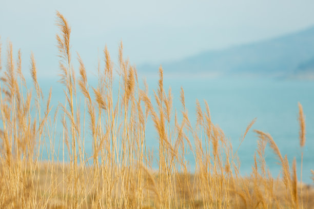 里德和湖图片下载