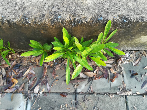 混凝土墙上的植物发芽了。植物在城市中生存的适应性。图片下载