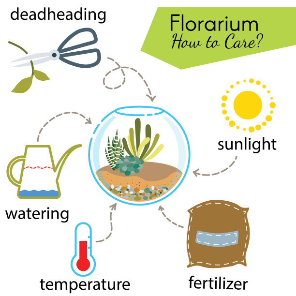 指导如何护理植物。玻璃盆景内的多肉植物图片下载