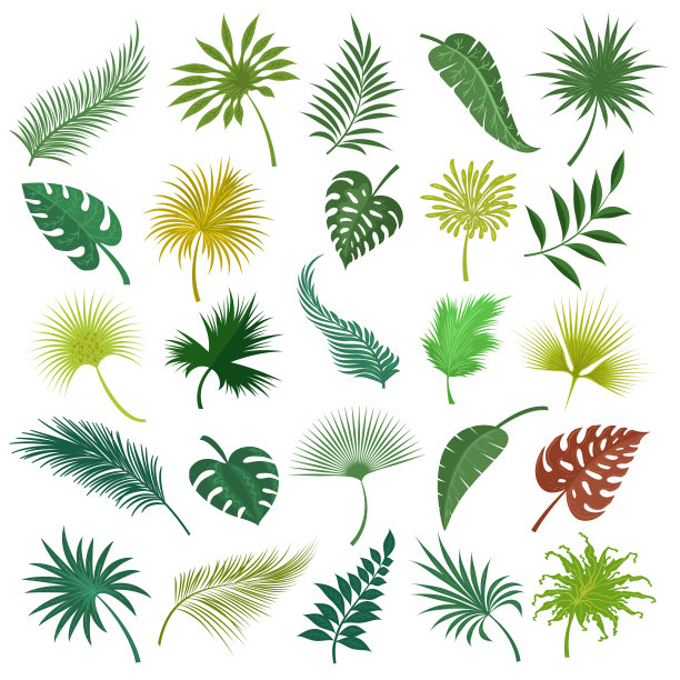 棕榈异国叶集图片下载