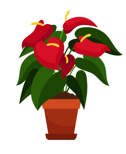 花盆内盆栽红掌图片下载