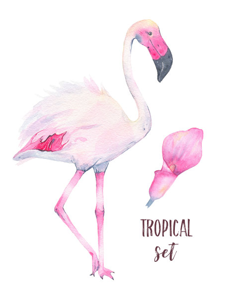 水彩手画热带粉红色火烈鸟和马蹄莲花孤立在白色的背景图片下载