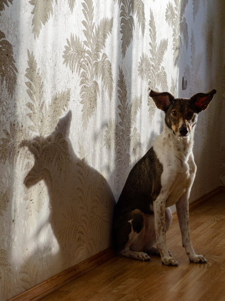 快乐的狗图片下载