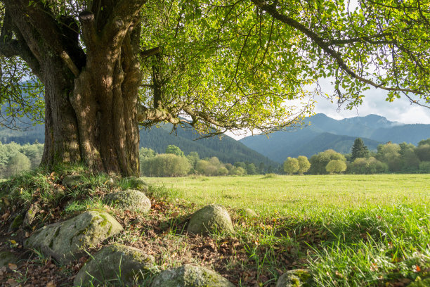 夏日草地上一棵孤独的老树图片下载