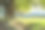 夏日草地上一棵孤独的老树图片下载