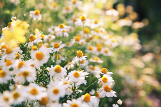雏菊花图片下载
