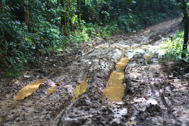 一条通往森林的小路，雨林中的灌木丛和雨后的乡村森林路，路上有泥泞和深水坑图片下载