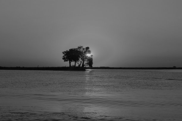 神秘的树图片下载