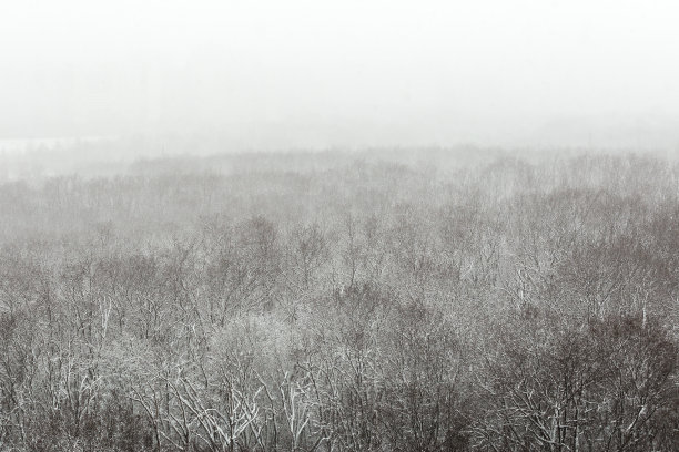 抽象照片的森林在雪天暴风雪从一个鸟瞰视图图片下载