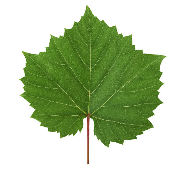 鲜绿藤叶图片下载