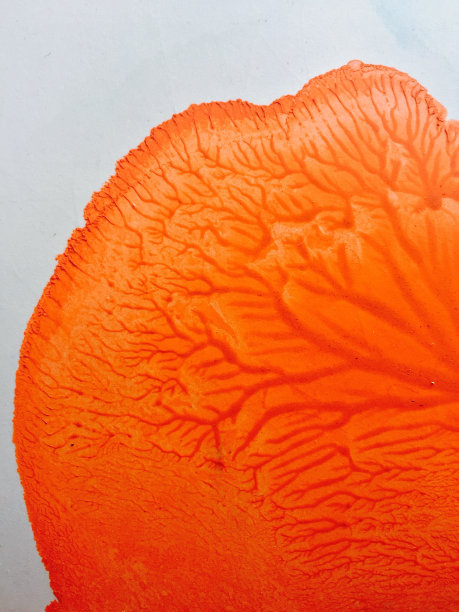 分支橙色图片下载