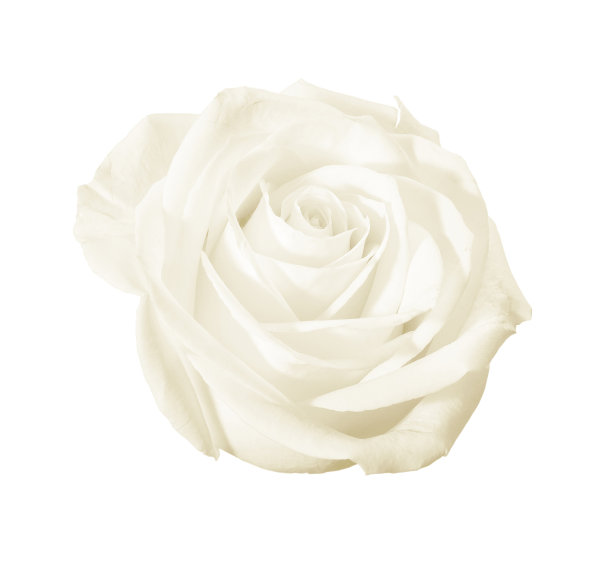 装饰白花(玫瑰)特写孤立在白色背景或背景。图片下载