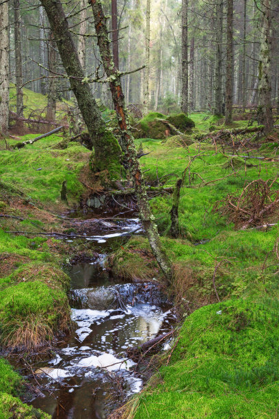 森林景观与小溪图片下载
