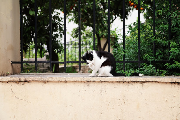 希腊的猫图片下载