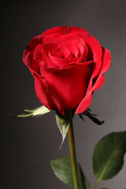 工作室拍摄的红玫瑰在黑色的背景。图片下载