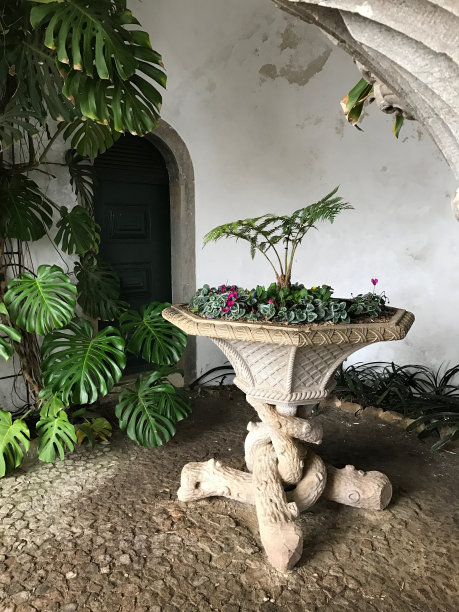 鲜花和植物图片下载