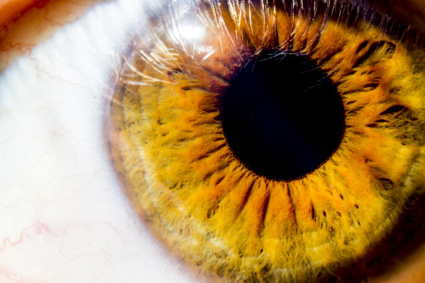 宏观的眼睛图片下载