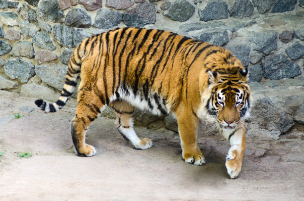 动物园里的老虎图片下载