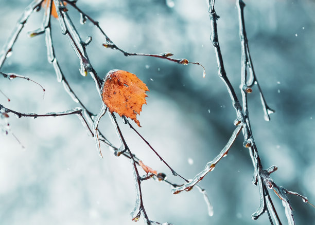美丽闪亮的树枝在恶劣的天气覆盖着冰图片下载