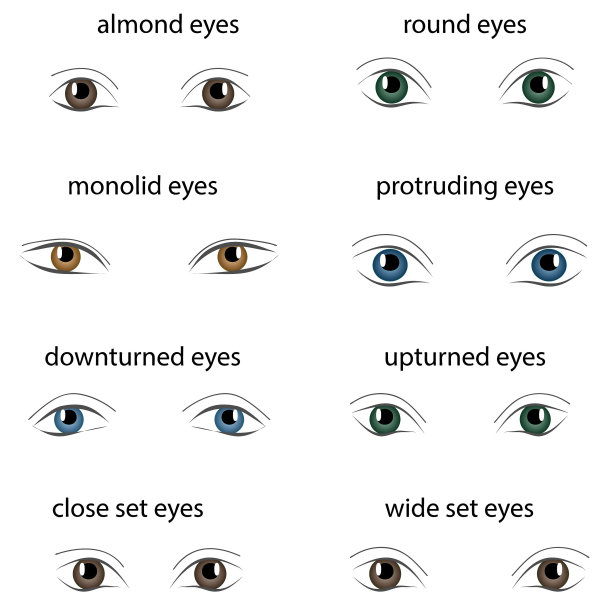 各种类型的女人眼睛在白色背景上。一组不同的矢量眼睛形状。插图的收集与说明文字。化妆类型信息图形。图片下载