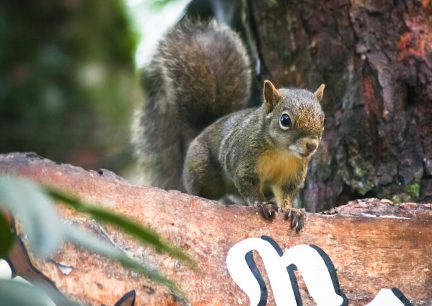 小松鼠图片下载