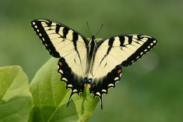 老虎燕尾蝶图片下载