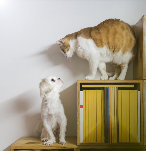 在书架上方，狗和猫互相斜望着图片下载